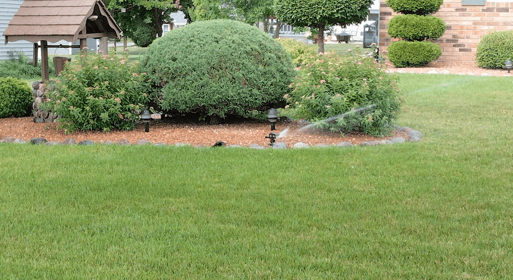 kentucky bluegrass