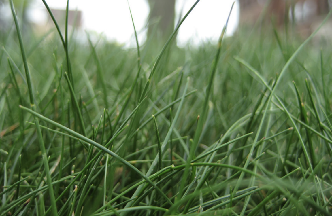 Difference Between Fine Fescue and Tall Fescue